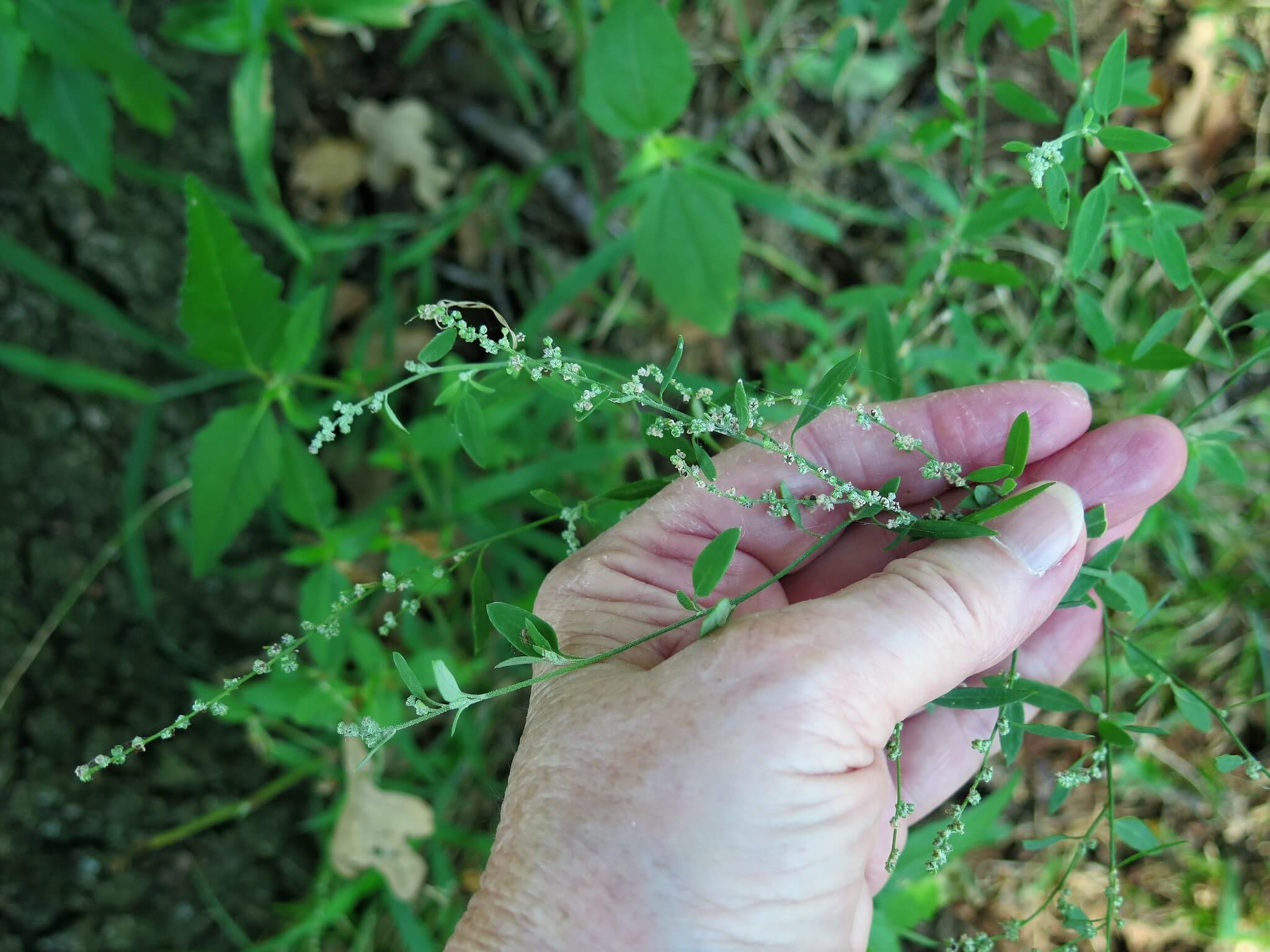 Chenopodium berlandieri